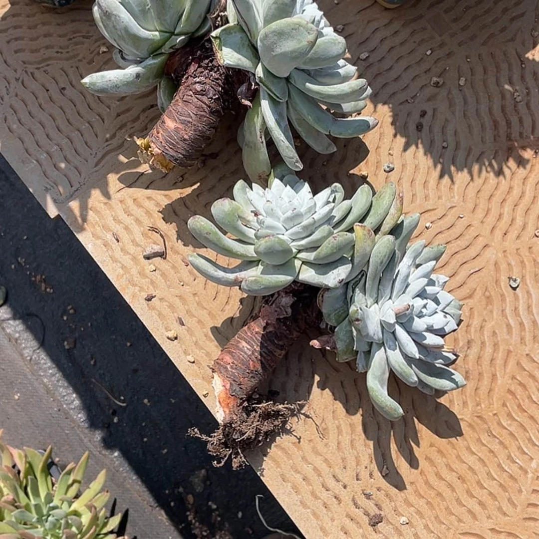 【闪购商品】取*瑕疵特价不售后