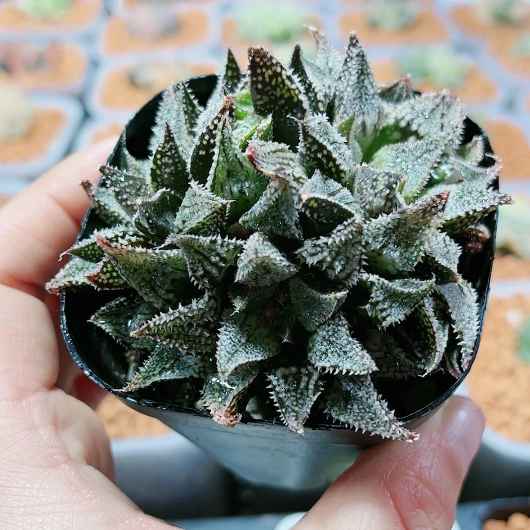 【闪购商品】李*敏彩虹城寿