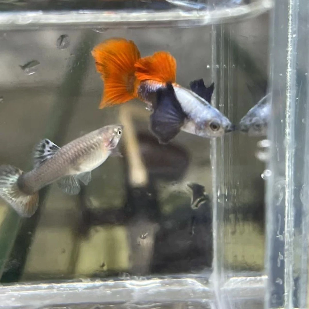 白金红尾象耳孔雀鱼热带观赏鱼小型鱼淡水鱼混养活体孔雀鱼