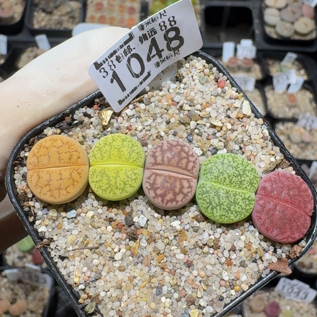 Zzzzzs生石花肉锥1048