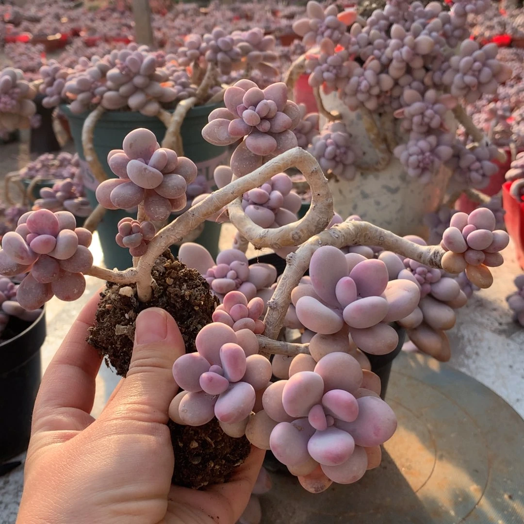 草**驼桃蛋老桩两颗15号