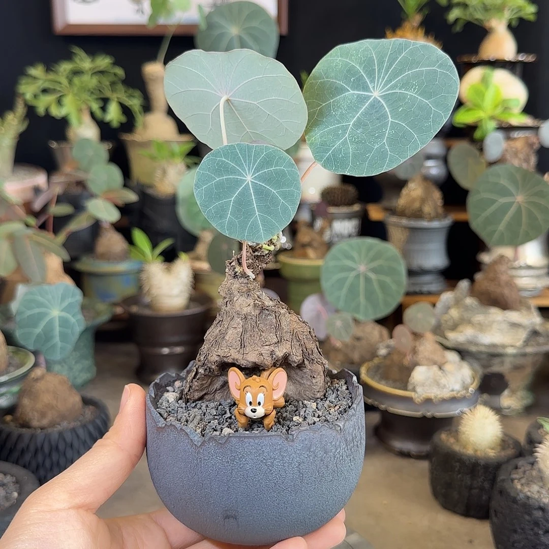 一物一拍老家一叶龟08