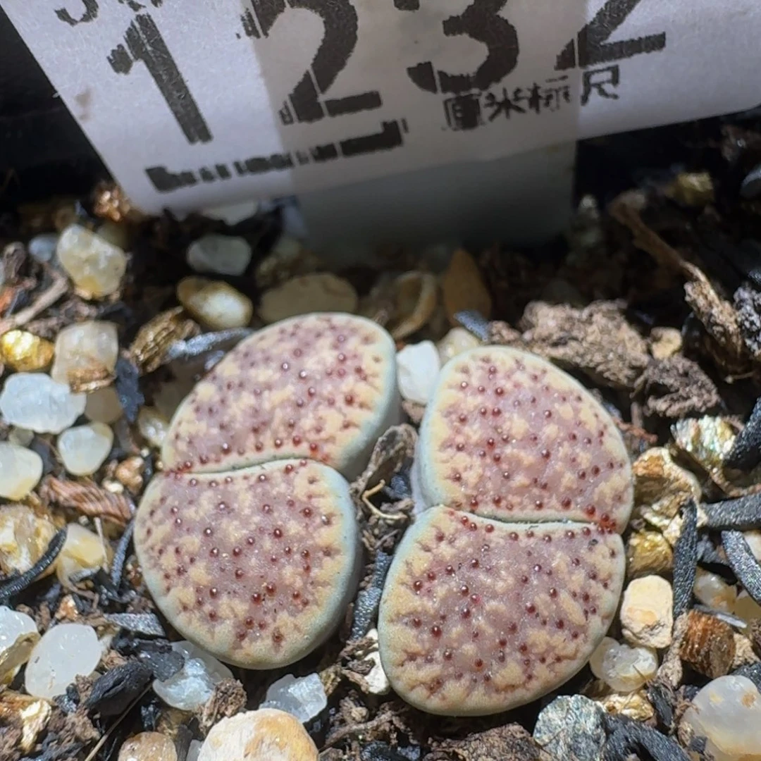 Ssss精品生石花1232粉紫血点
