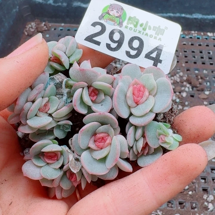 多肉植物多肉植物