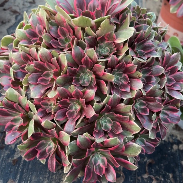 浣纱多肉法师不包损66