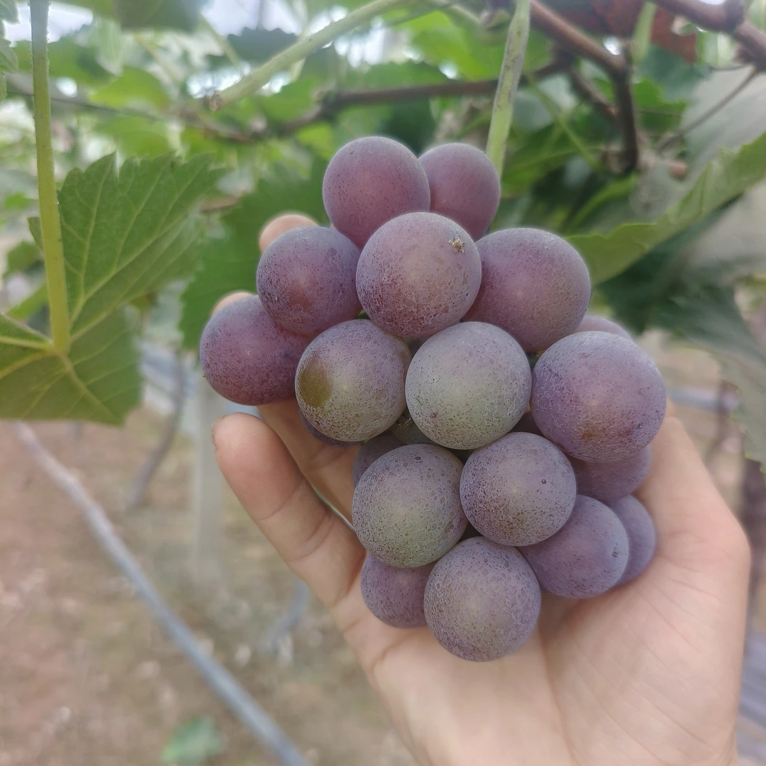 15年老树巨峰，大须葡萄刚开园，现采摘现发货正宗昭通丑苹果官方