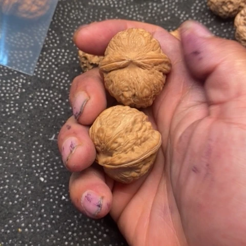 文玩核桃把件元宝10