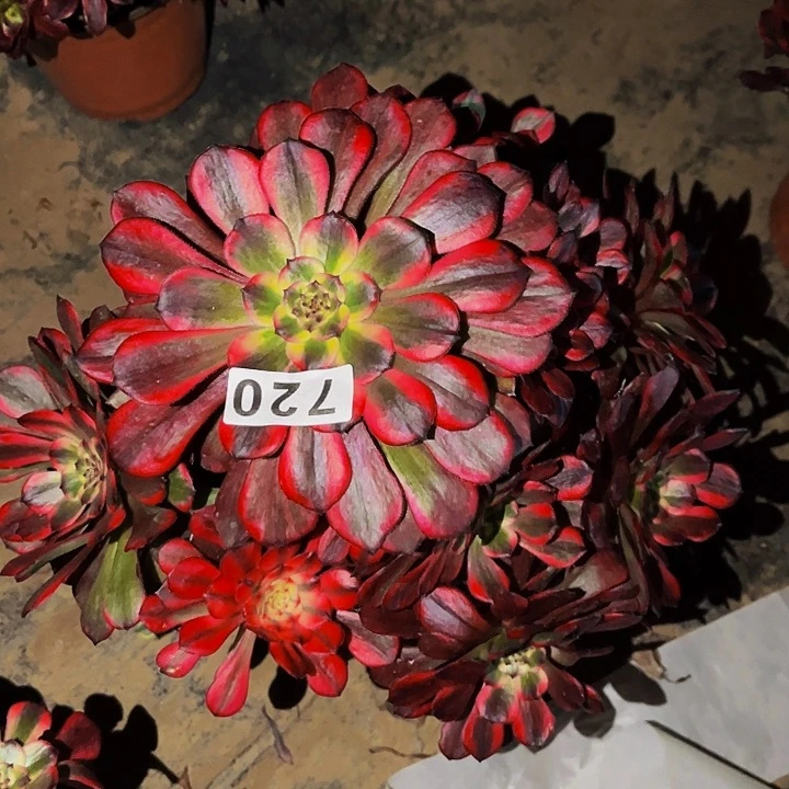 720烟花多肉植物处理不售后