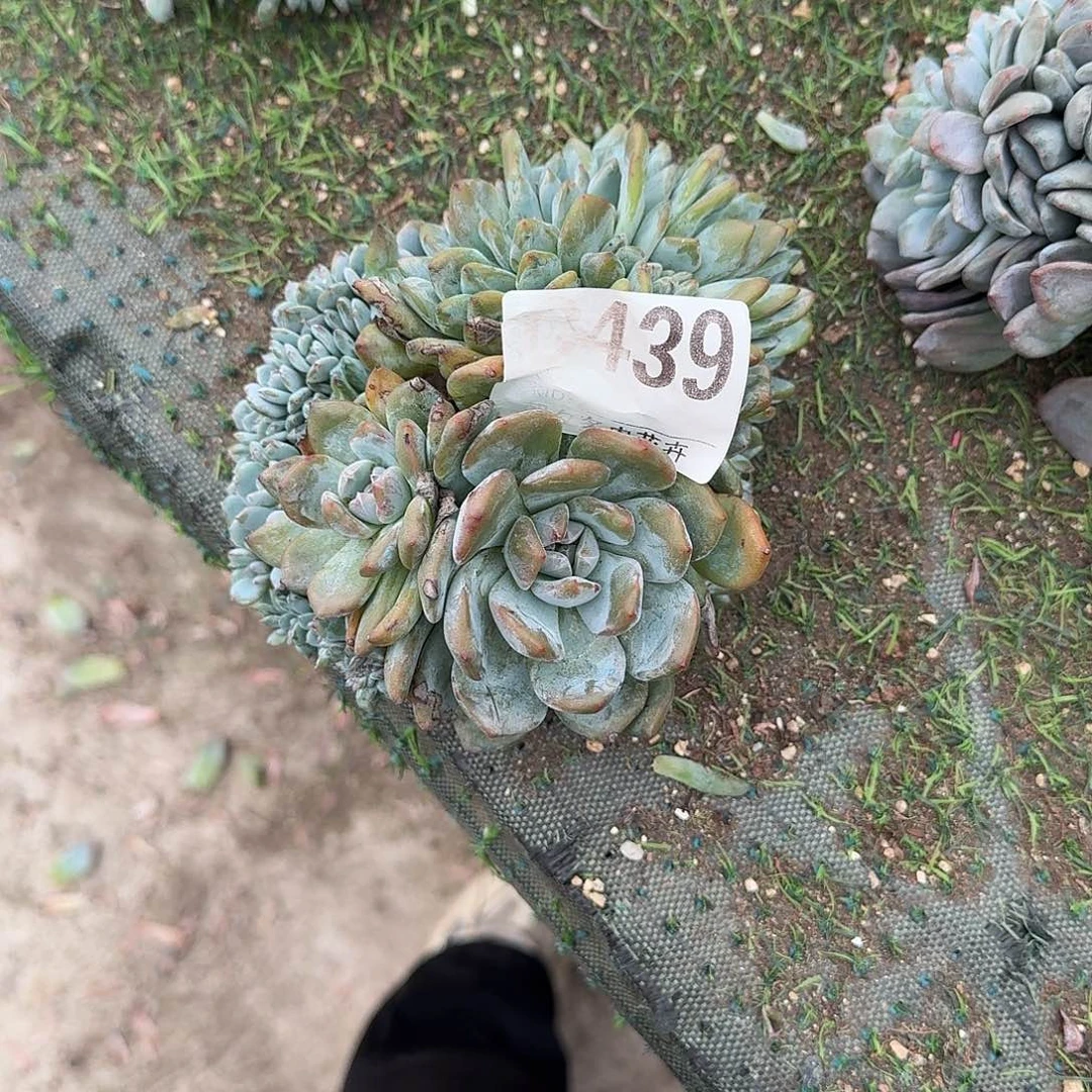 星影缀化呀呀呀呀