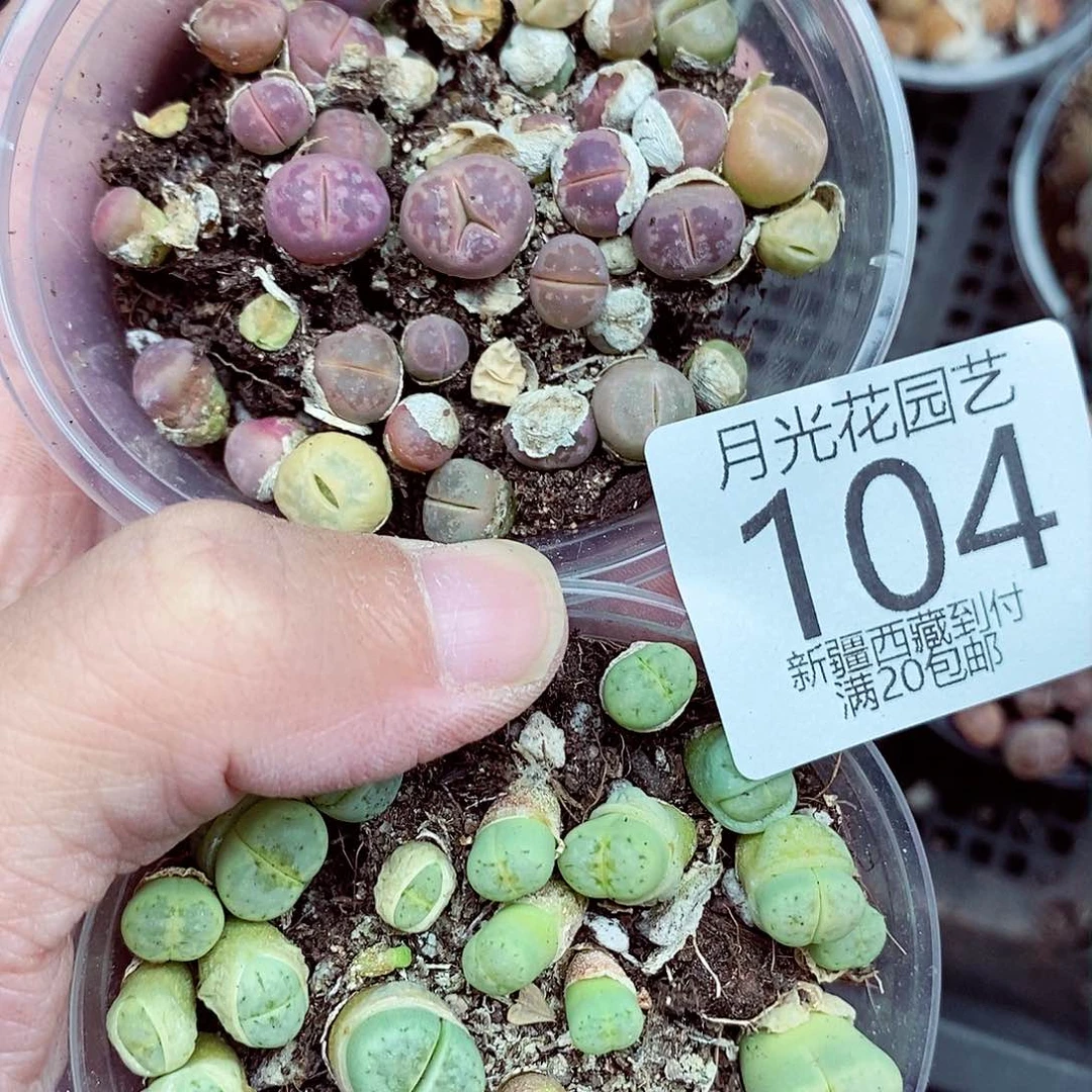 我要做自己爱干就给你们104