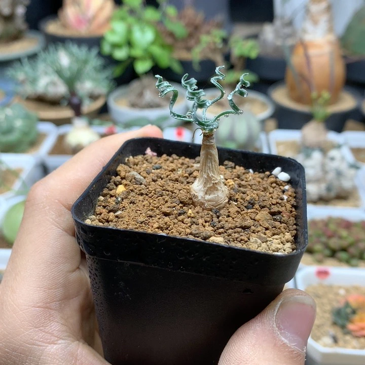 小蚊香弹簧草带盆