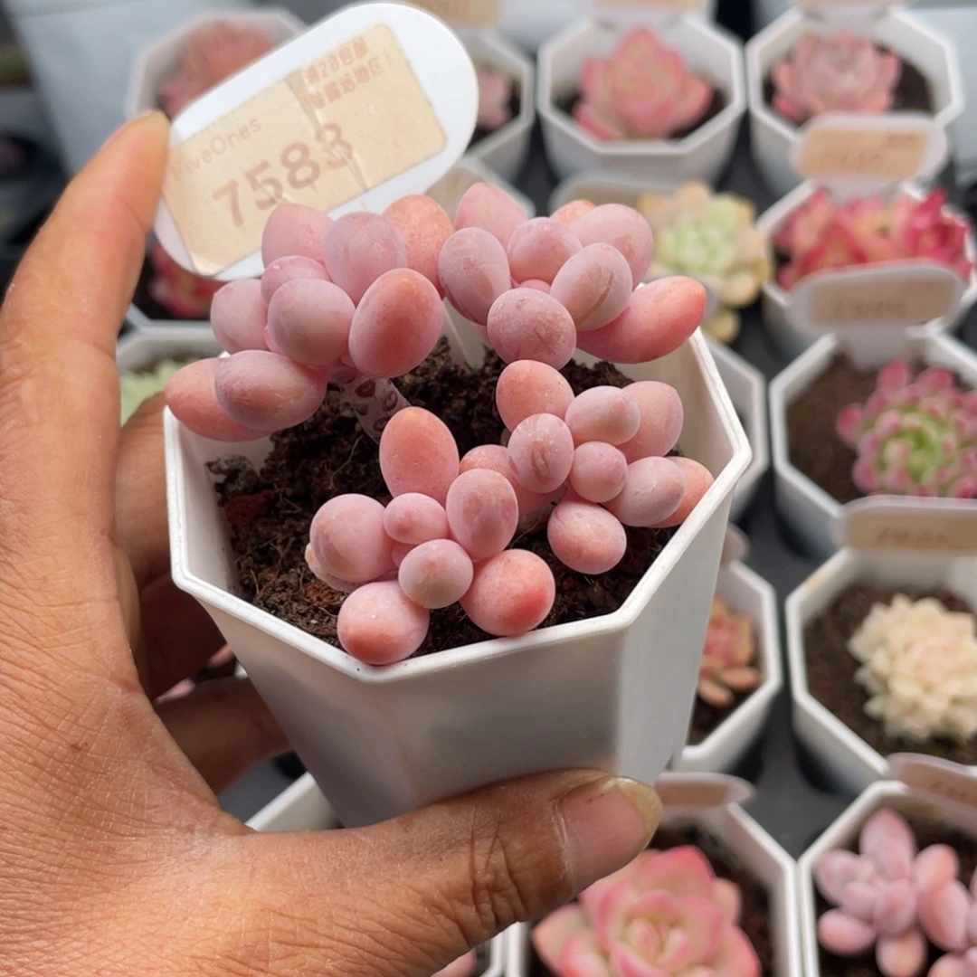 粉色恋人7583-6.0厘米