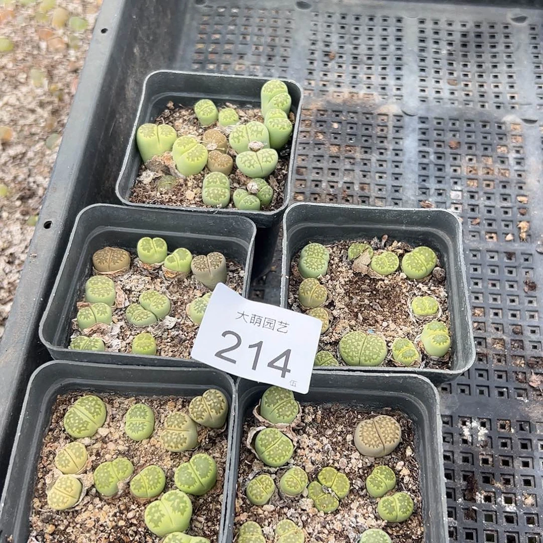 清框脱土发无售后默认有疤。214