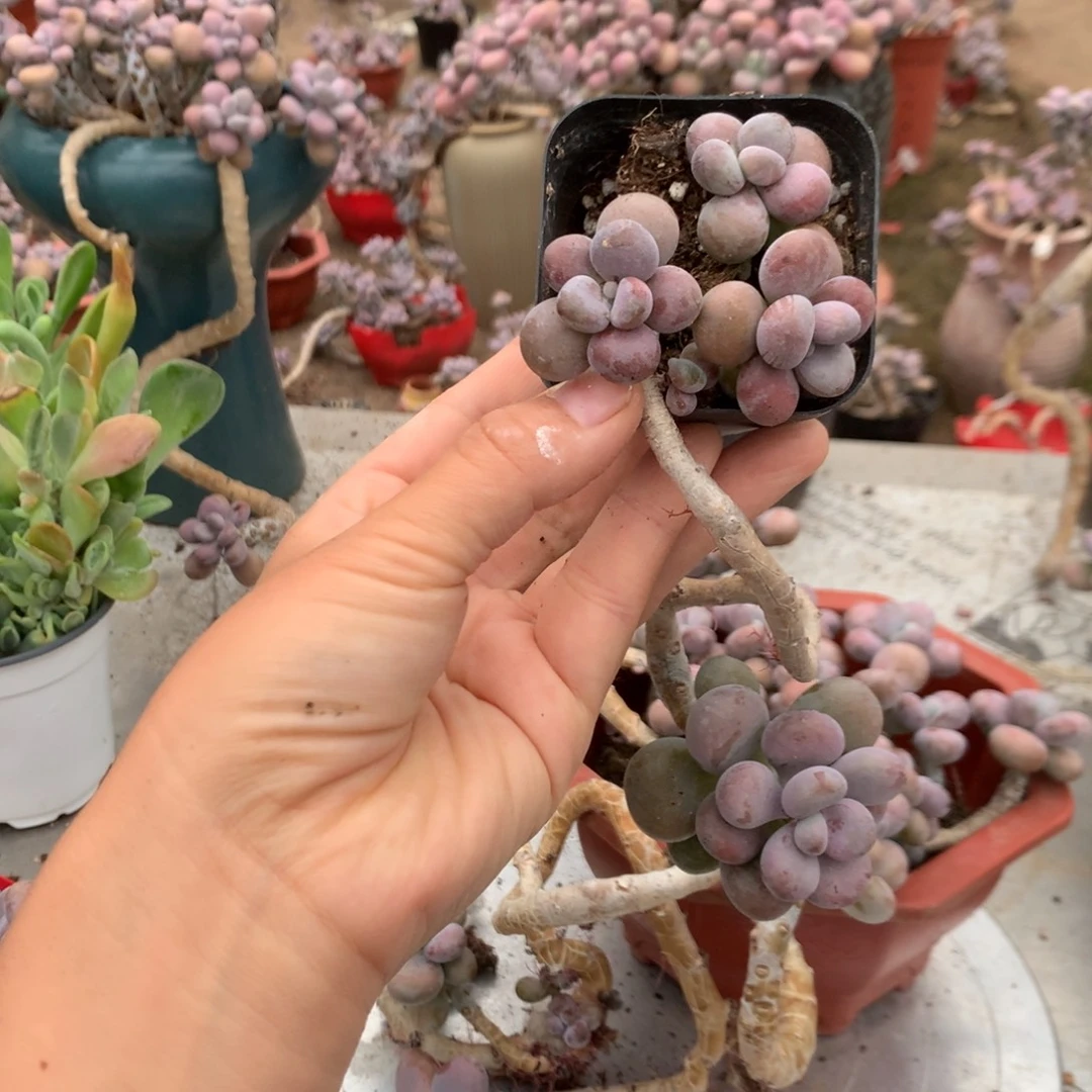 b***p桃蛋老桩不带盆21号