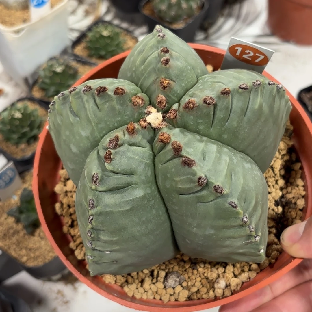 127实生龟甲鸾凤玉带盆带土发货