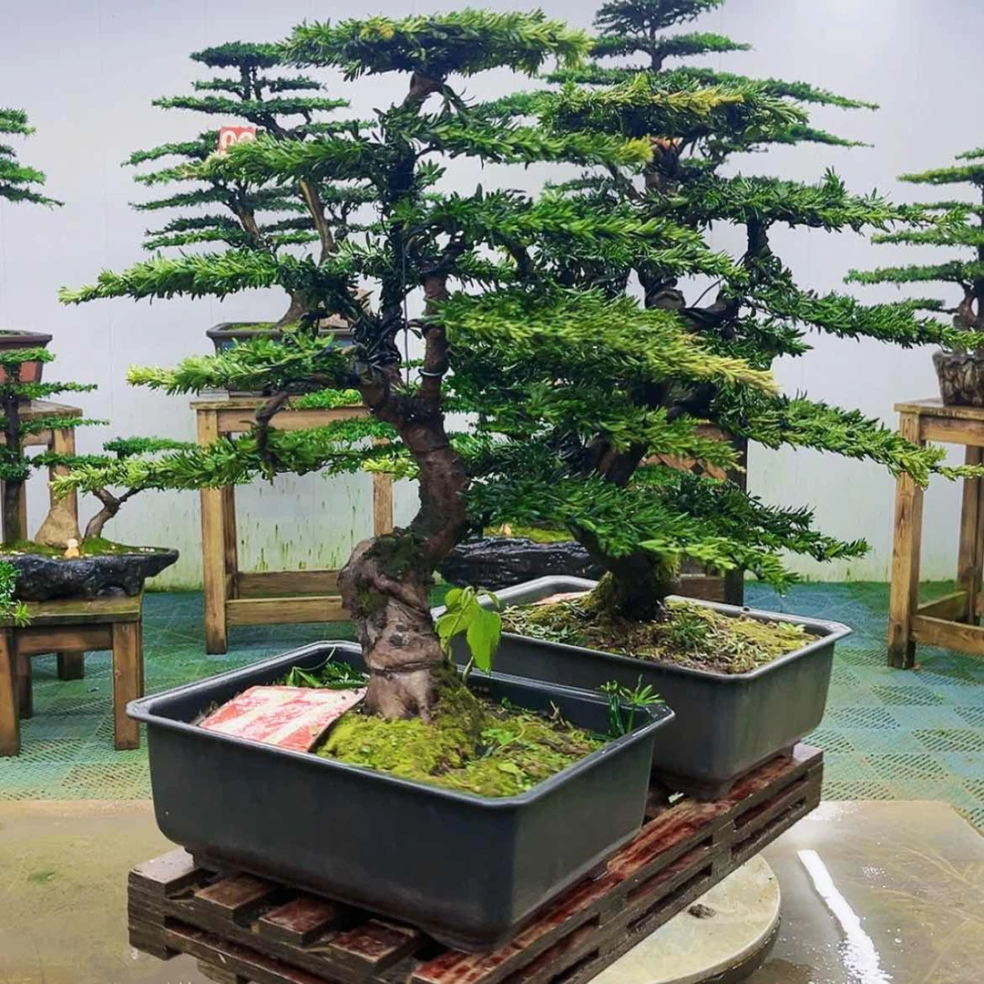 【闪购商品】无花朵