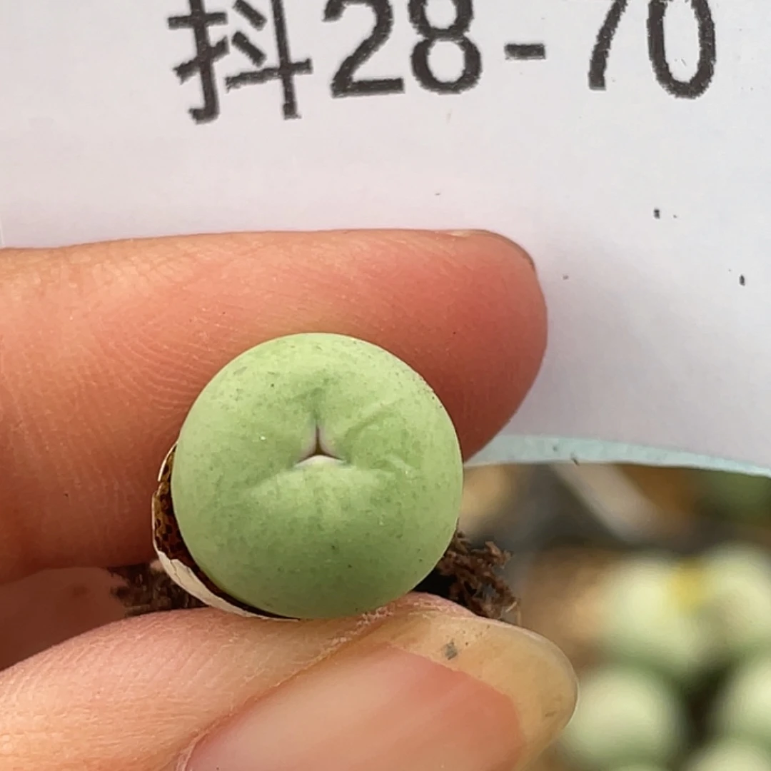 28-70鸽子蛋奔多肉植物