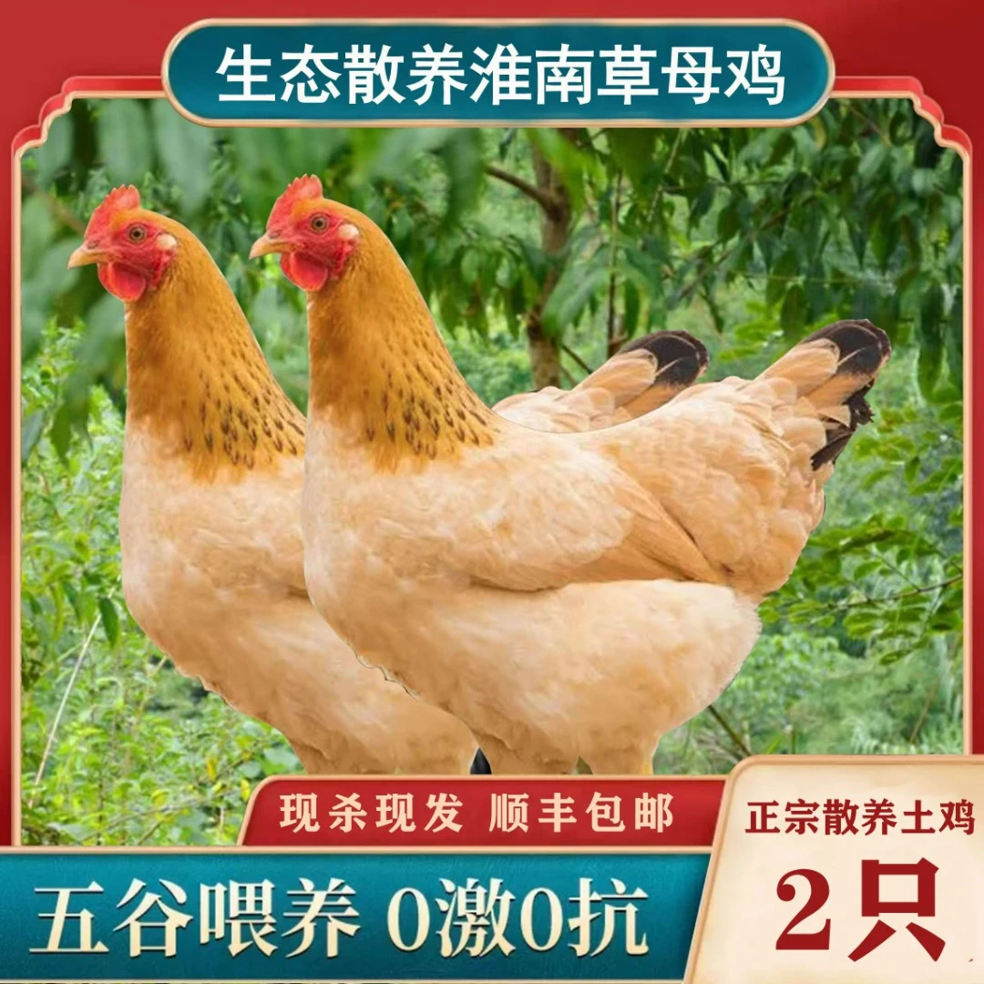 张丫头散养老母鸡跑山鸡走地鸡黄油鸡汤滋补营养高品质