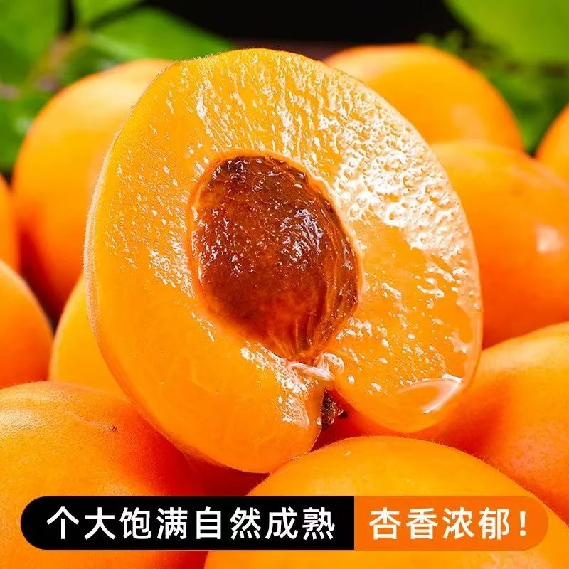 陕西大黄杏子新鲜水果2.6斤当季特大巨蜜金太阳杏酸甜杏