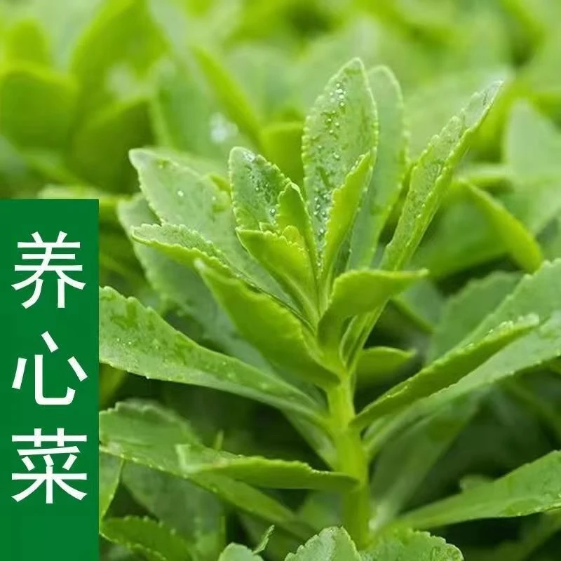 养心菜种子 田园种植蔬菜种随吃随时采摘的青菜新鲜