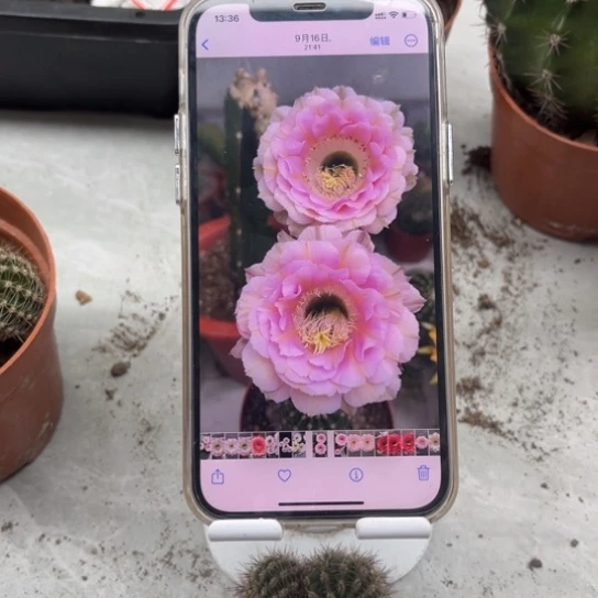 彩草520号和6号羽毛2公分左右侧芽