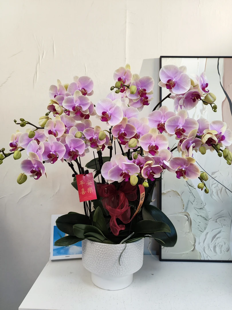 蝴蝶兰 【蒙娜丽莎】真花 秋冬耐寒花卉 四季开花 多样性发货