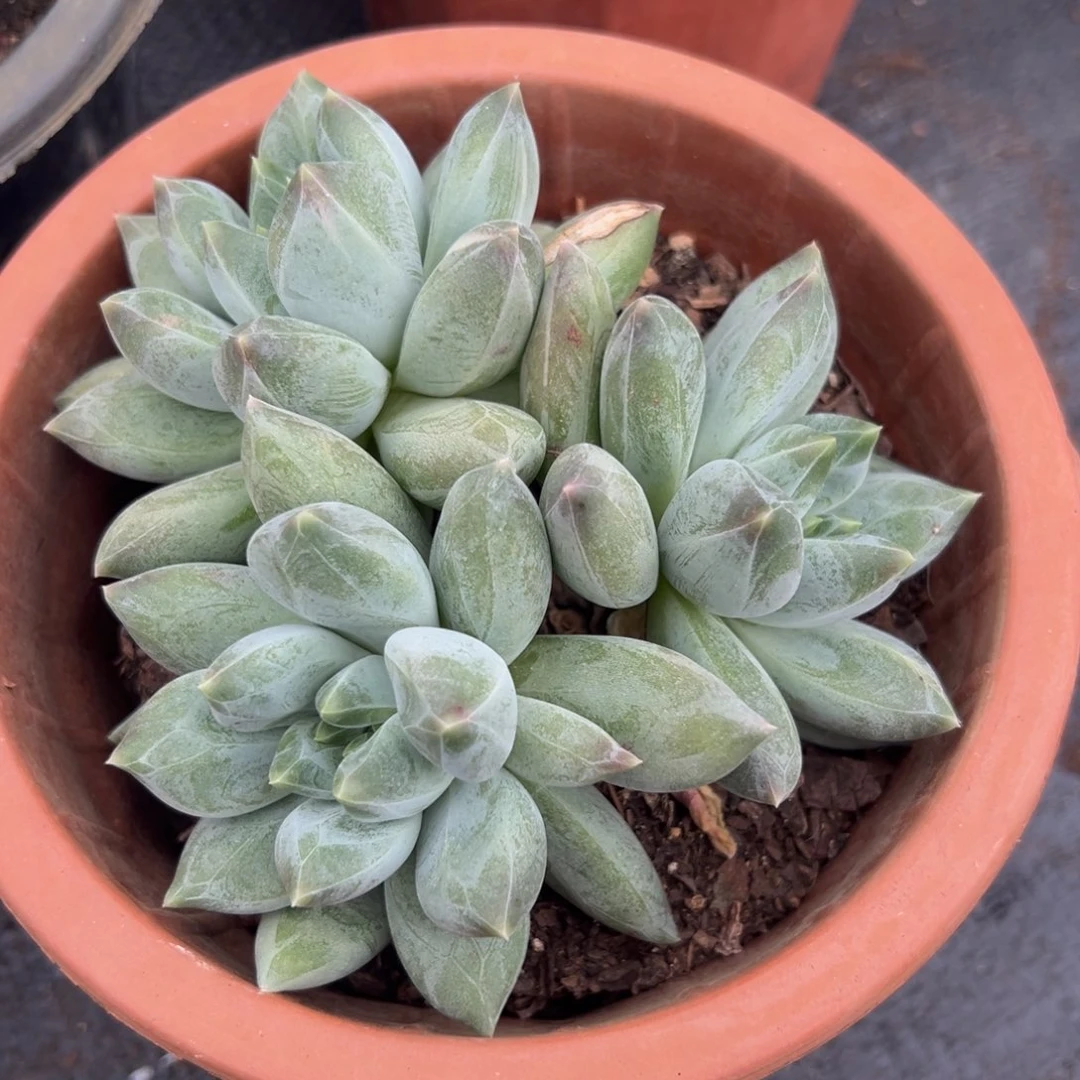 多肉植物多头重楼
