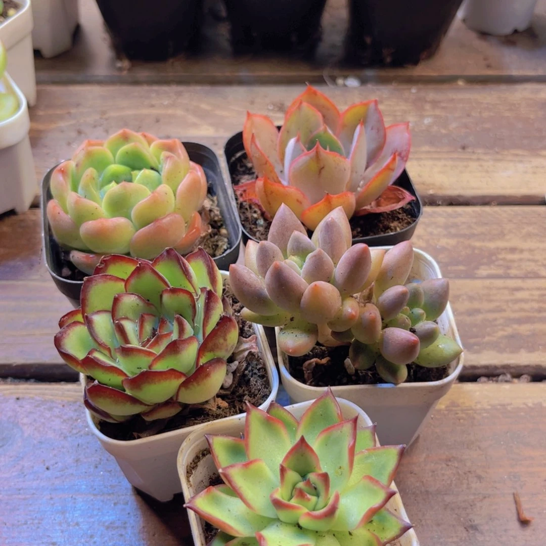 厚梦 赫拉 肉酱 红蜻蜓 萤火虫