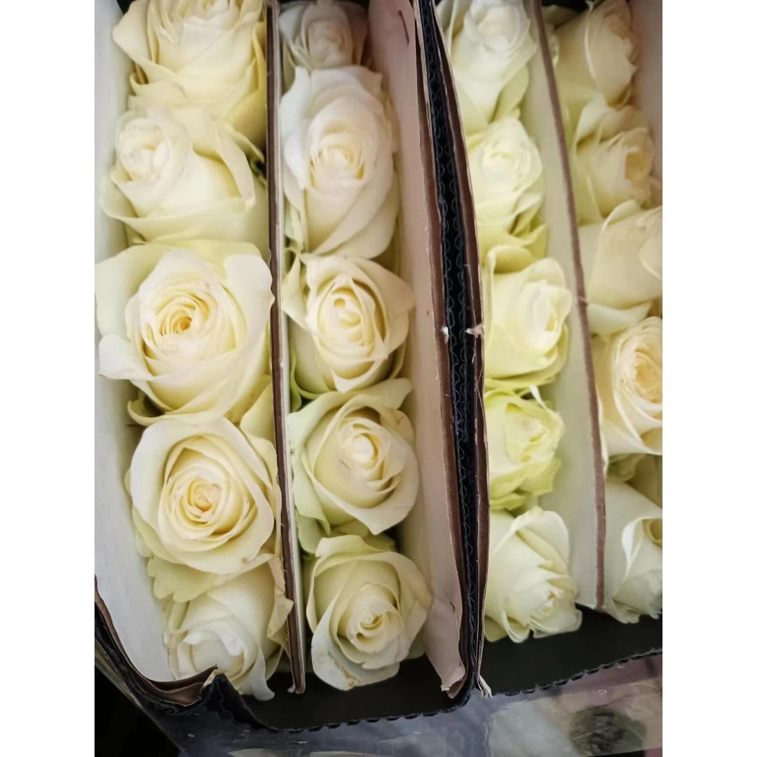 【福利优惠套餐】套餐A10 云南基地鲜花 基地直发