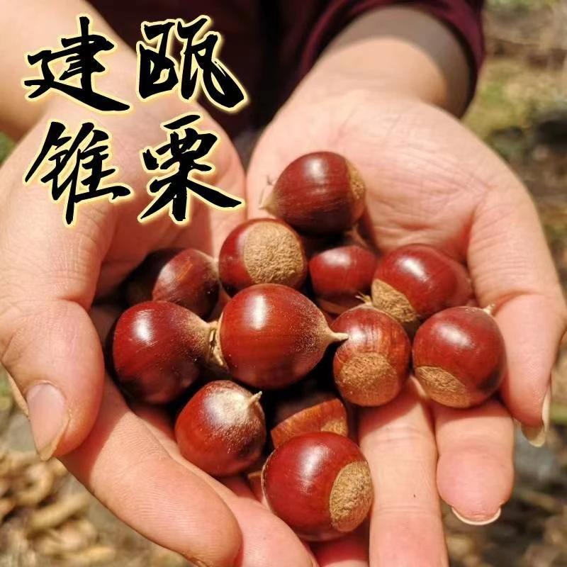 【顺丰包邮】正宗福建建瓯锥栗带壳高山当季栗子特产圆栗毛栗子尖栗