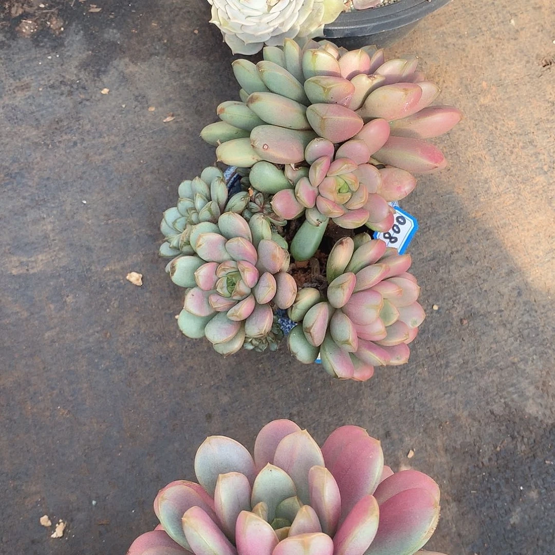 800葡萄 一物一拍多肉