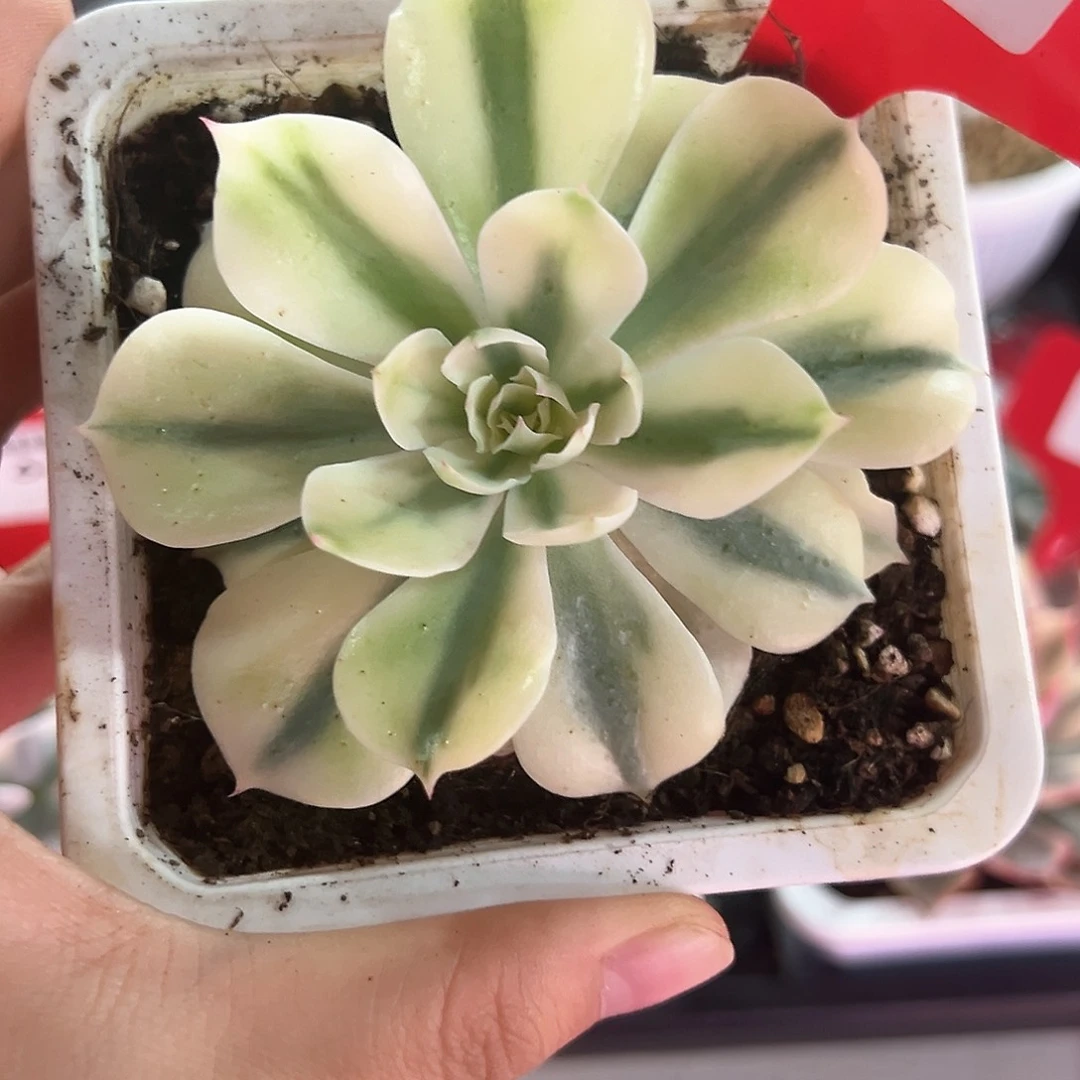 74号海啸锦多肉植物