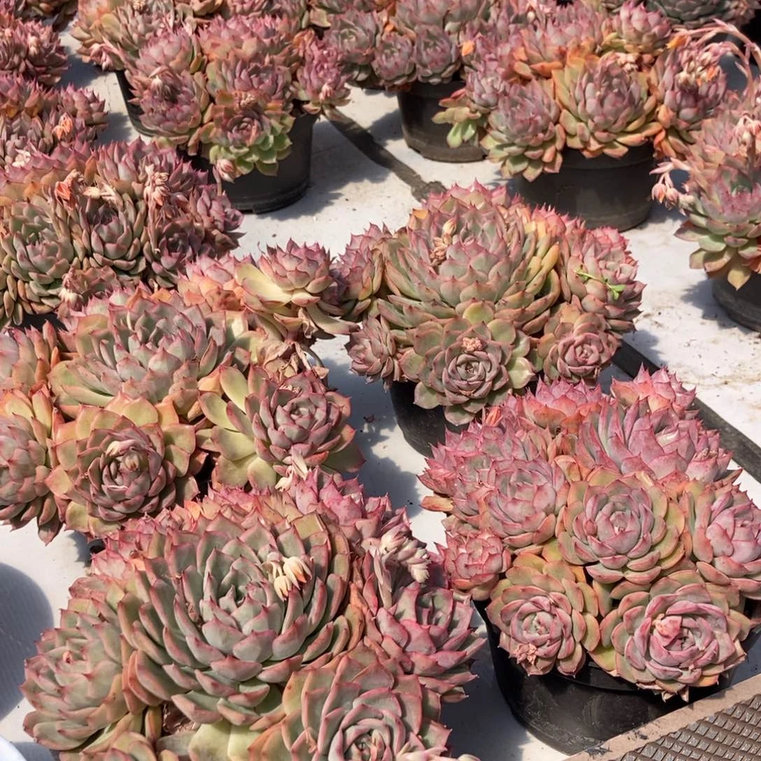 4-6比格利亚随机多头