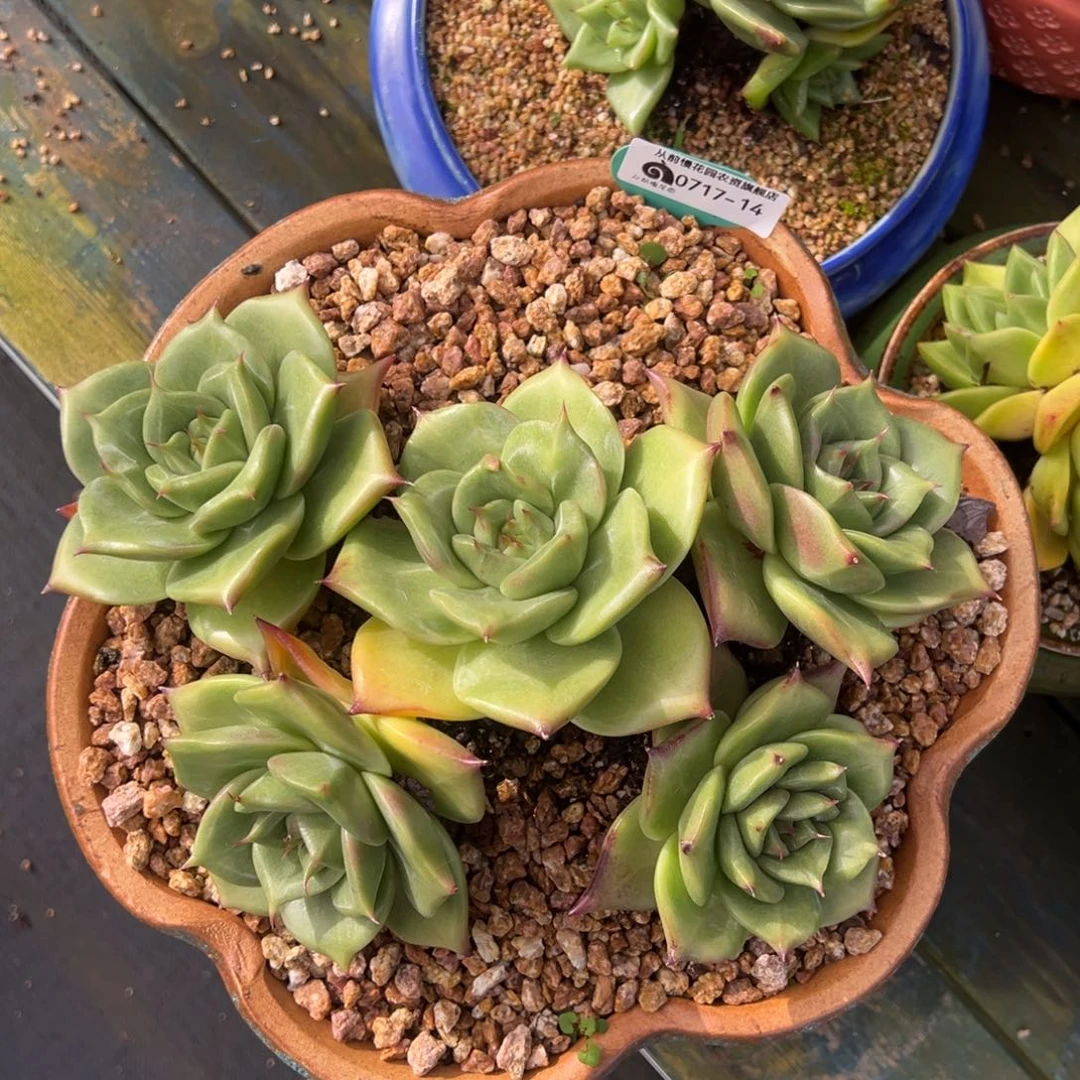 从前慢多肉精选编号0717.14