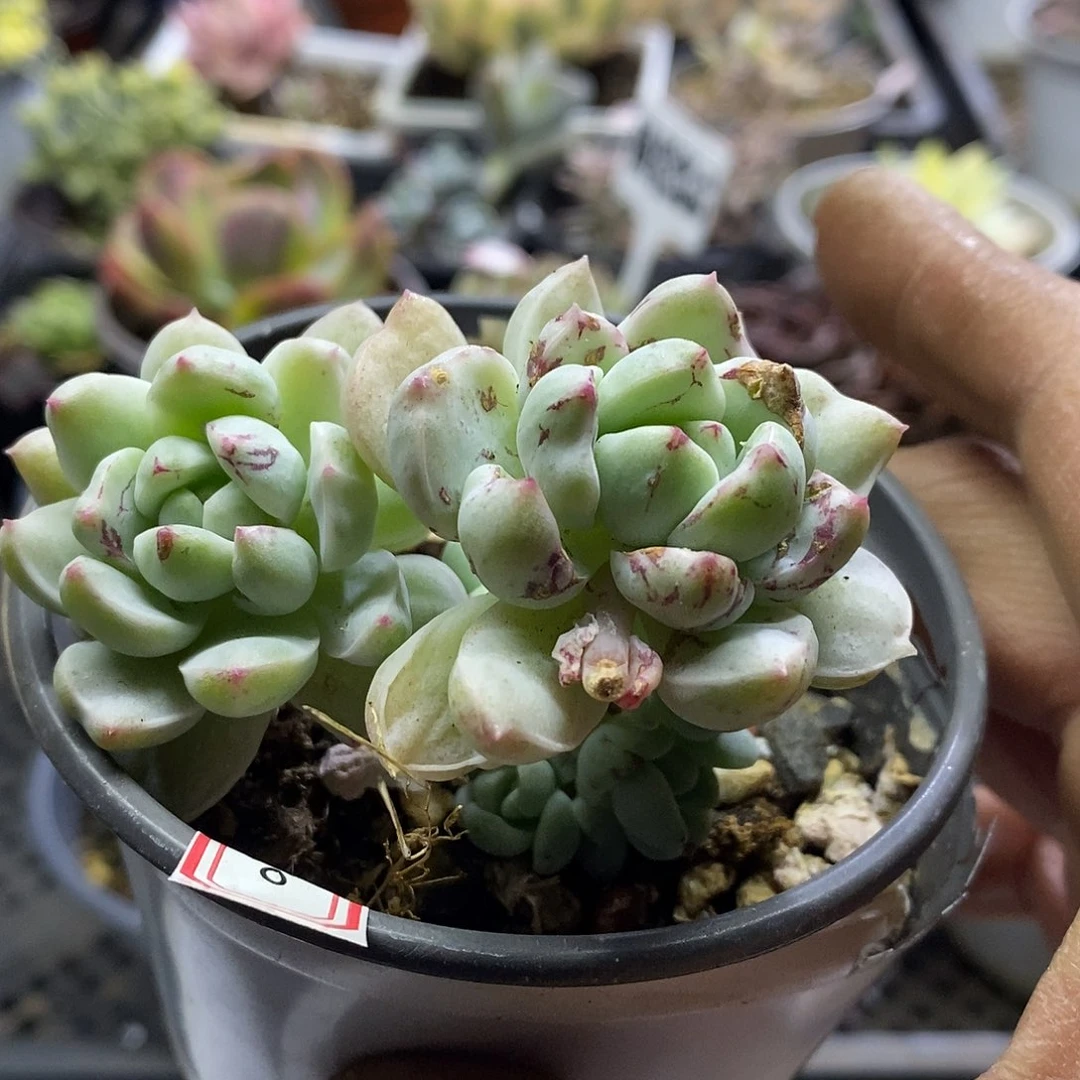 11180老桩相思锦多肉