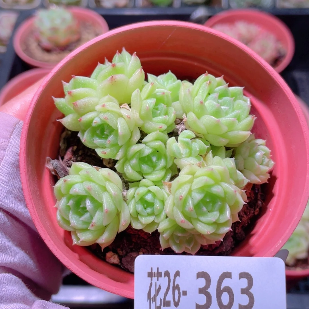 花利美26-363麦秆