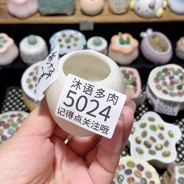 宝***若带盆土植物 一物一拍 5024