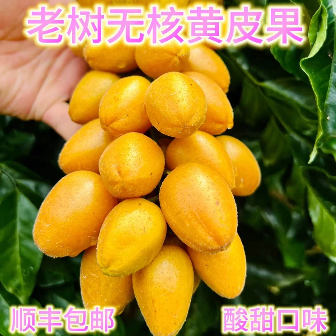 【无核】黄皮果【顺丰】颗粒小盒装多品种当季新鲜现摘酸甜可口水果