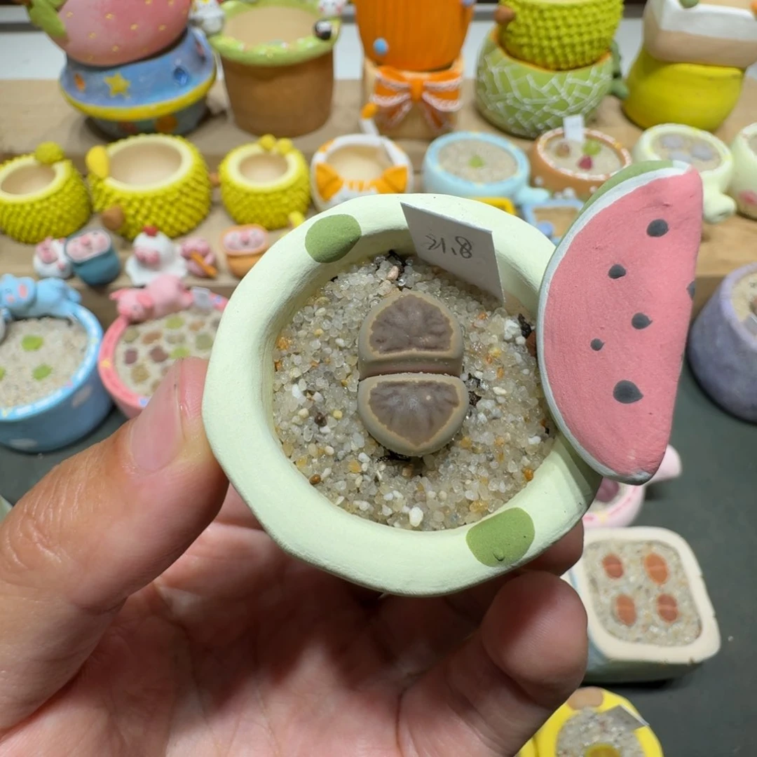 蘑菇240墨菊墨菊