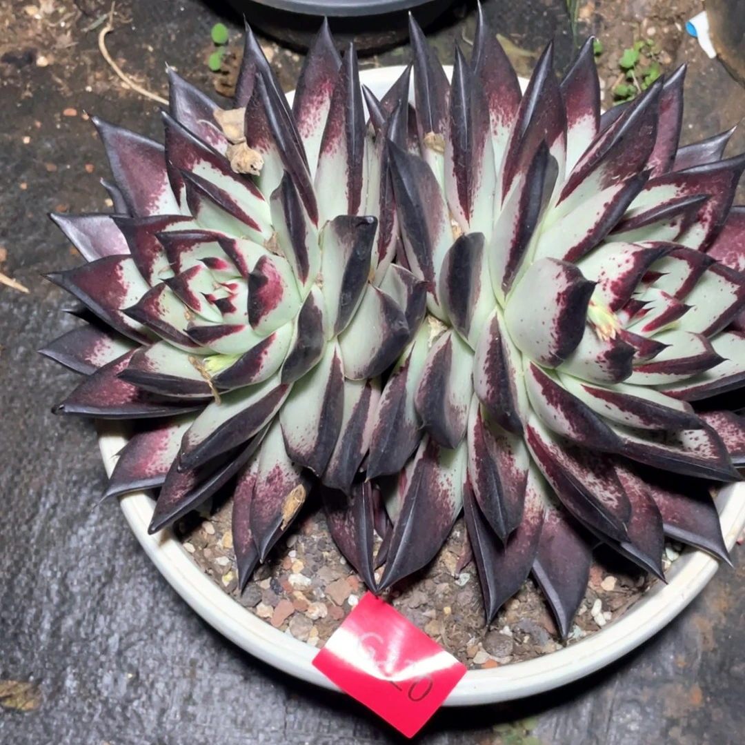 多肉植物多肉植物220