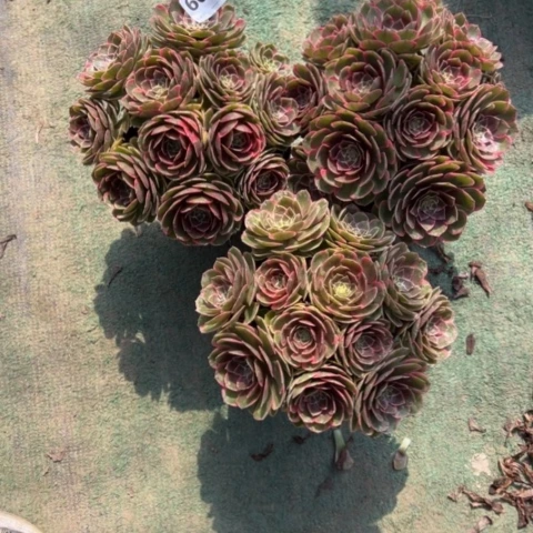 ℒ***₄660粉花妖多肉3颗