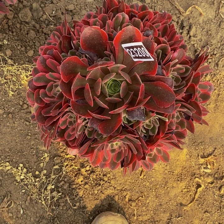 粉女巫手捧花23200号