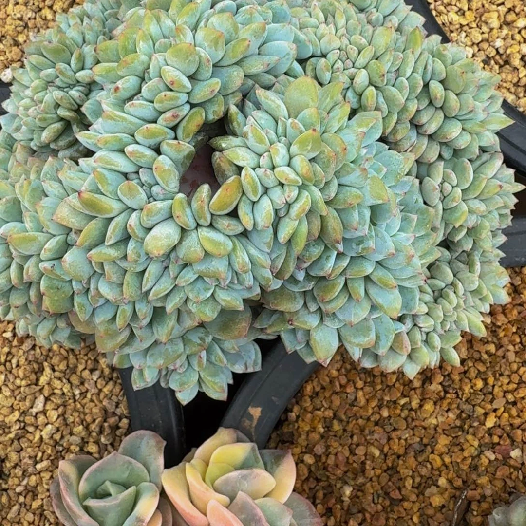 小*崔一物一拍不退不换