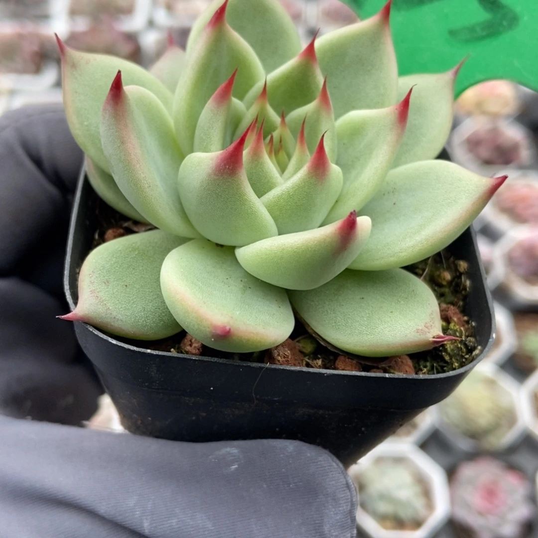 755托斯卡多肉植物多肉