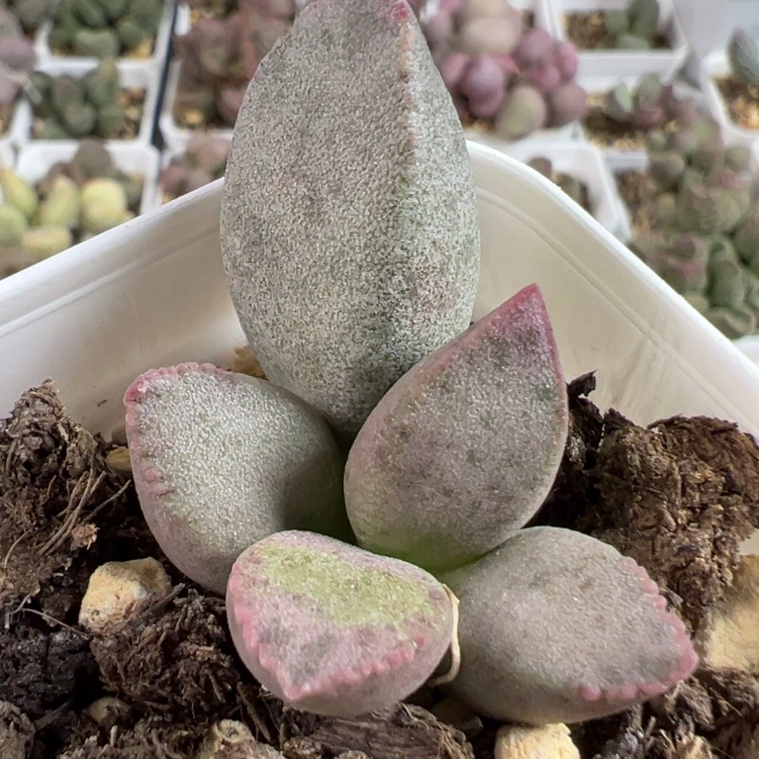 w斑点款实生新品多肉植物