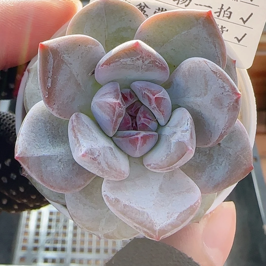 多肉0804-04石榴籽星影