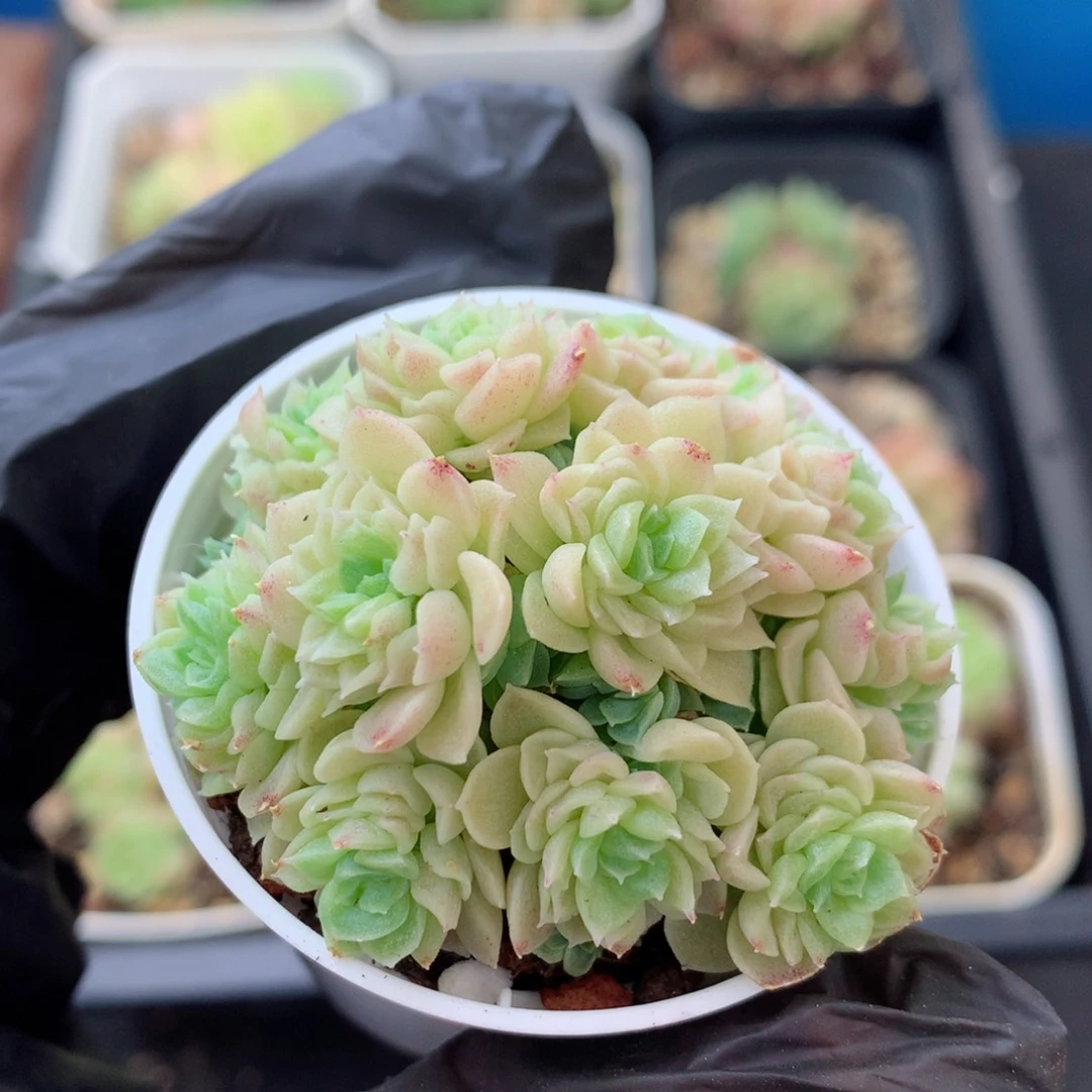 58包邮  群生不包整 麦秆群109