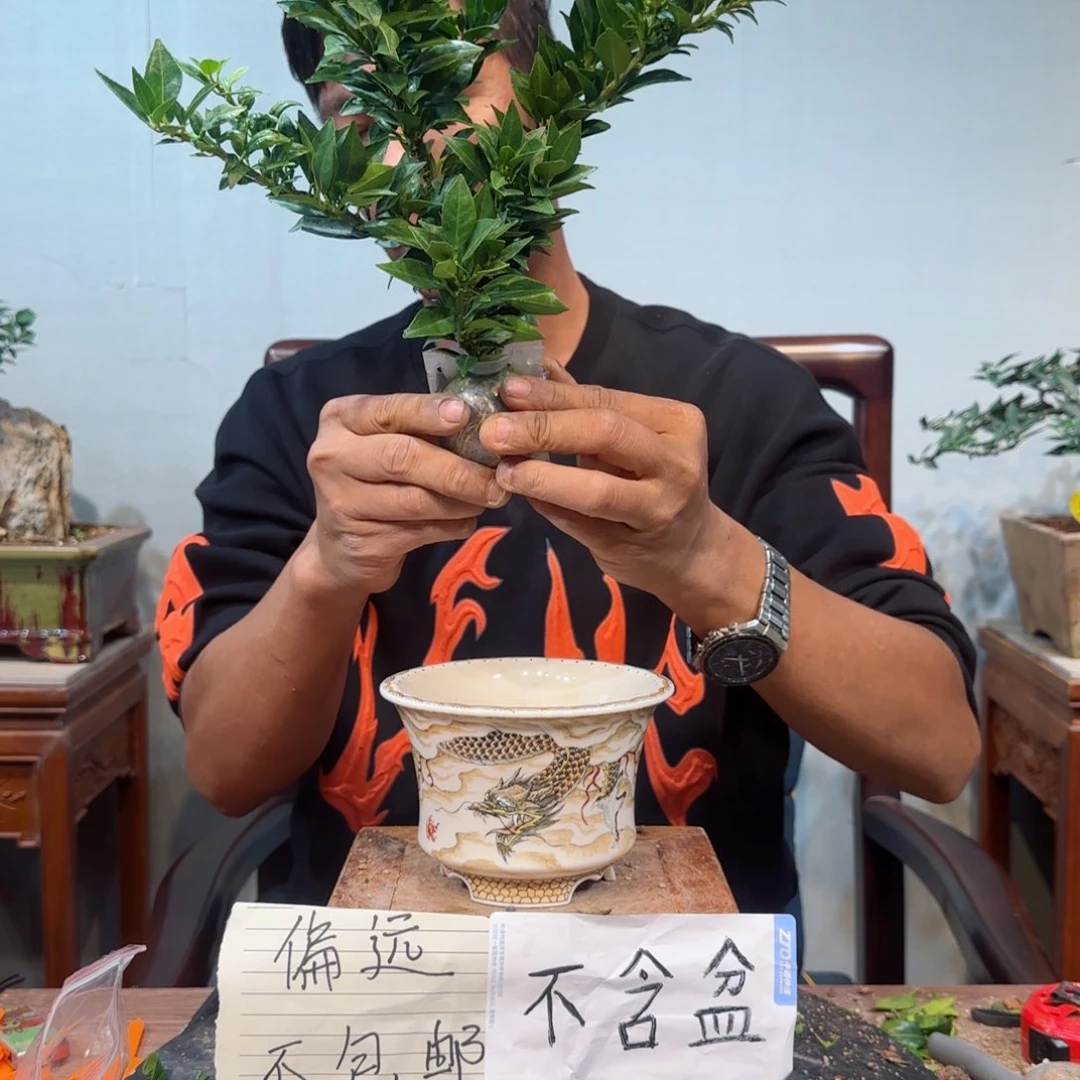 当前无花朵，栽培后可花朵用****5