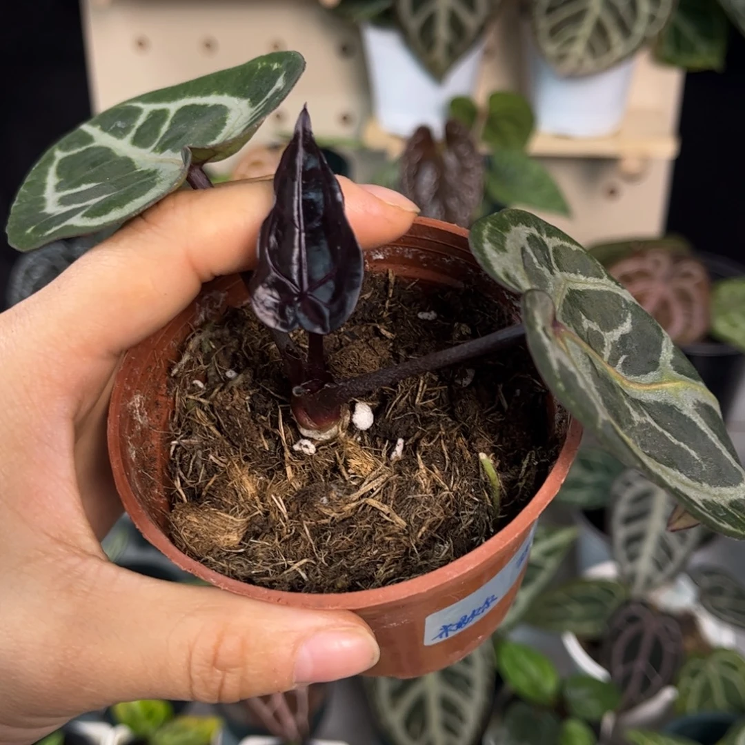 无花朵026 米歇尔