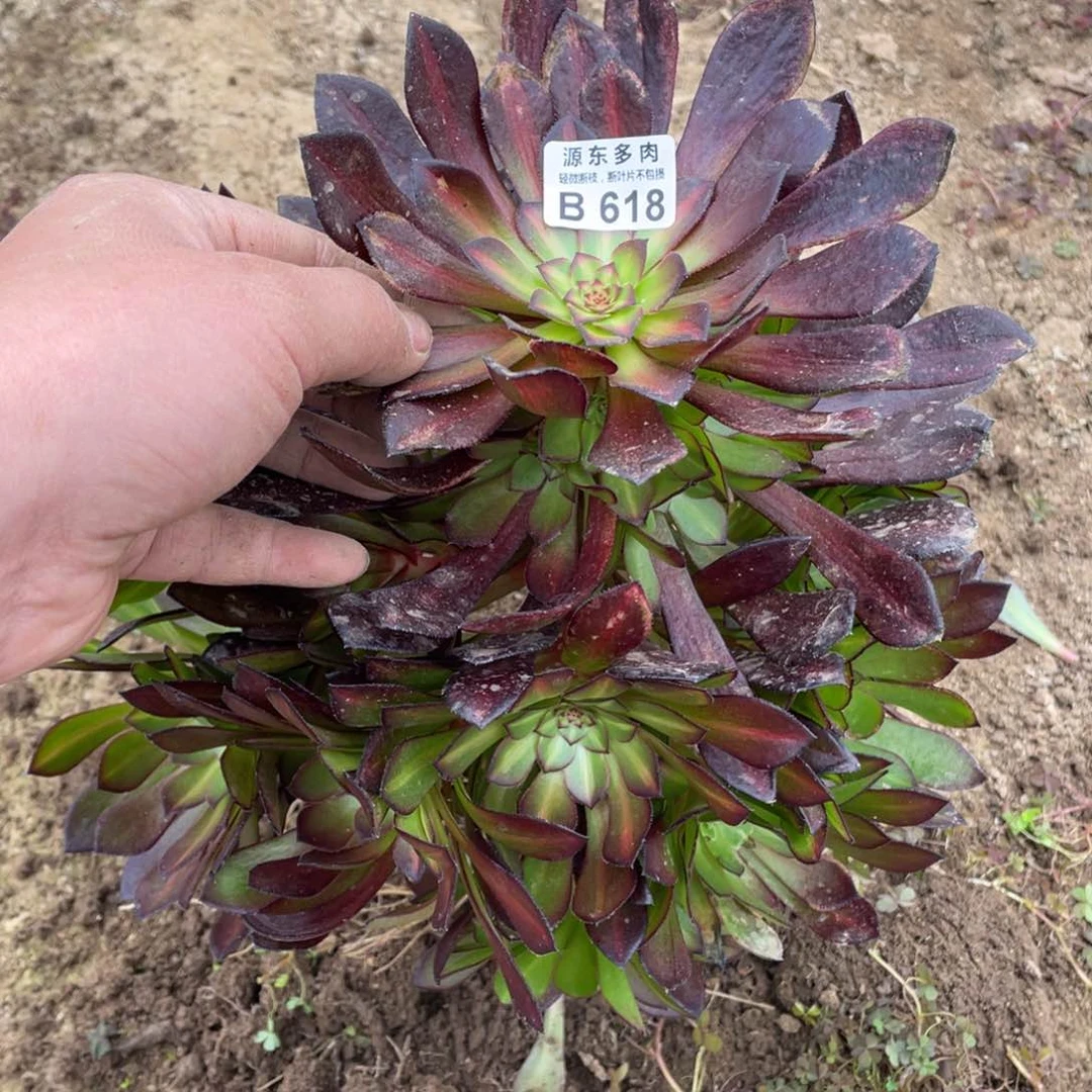 月亮石多肉法师断枝不包量